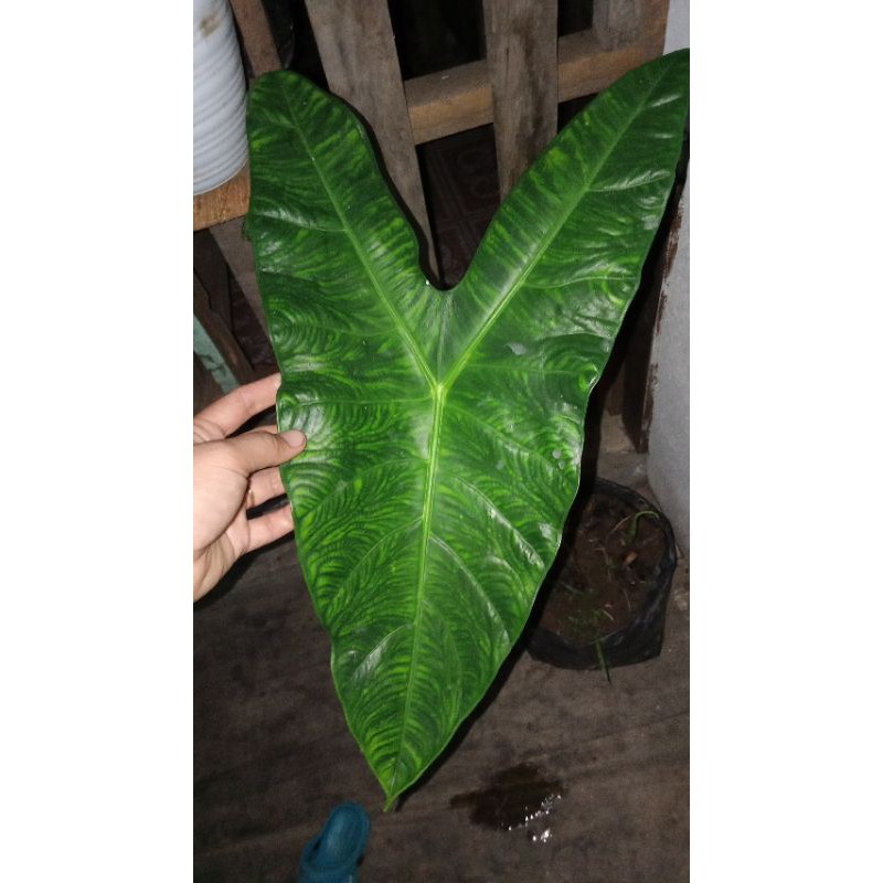 bongolan alocasia zebrina paket 1kg