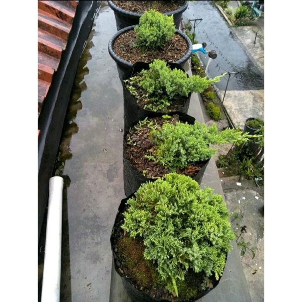 cemara sultan dwarf japan