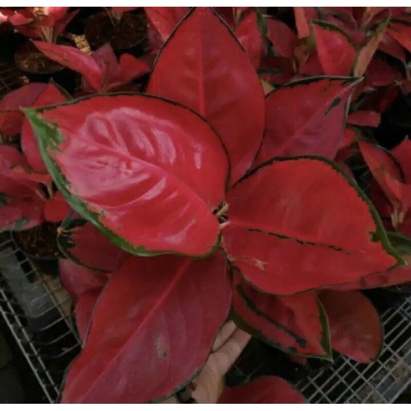 bonggolan aglonema suksom jaipong