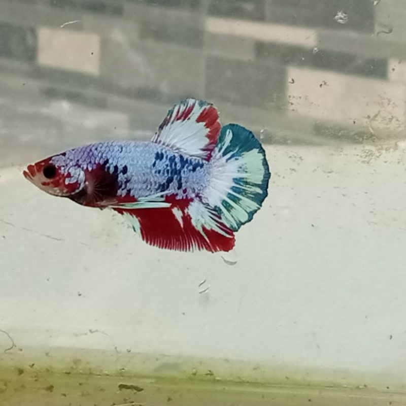 cupang plakat koi & multicolor betina