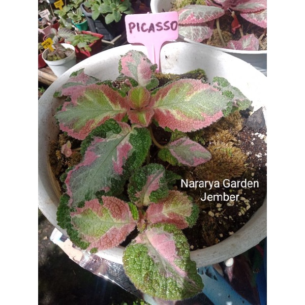 Episcia Import Picasso