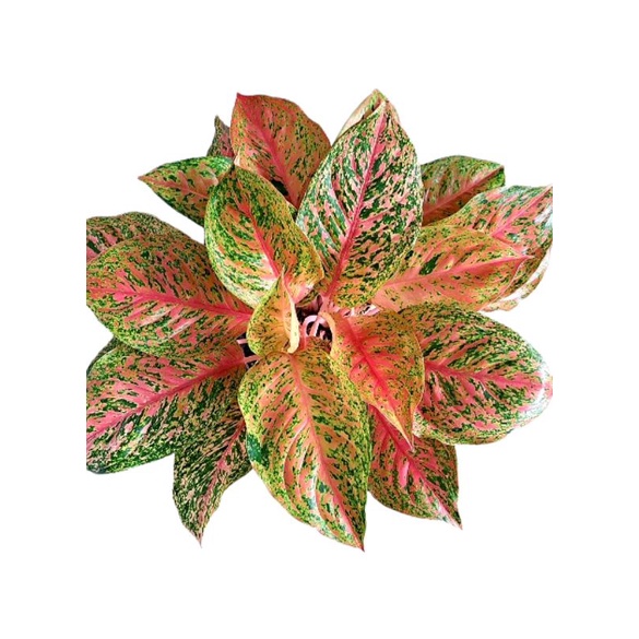 Tanaman Hias Aglonema Striptis Rimbun Perfect / Bunga Hias Aglonema Striptis Remaja | Tanaman Hias H