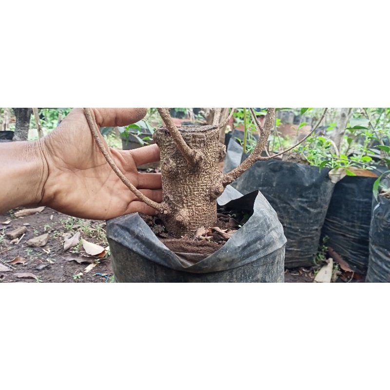 KIMENG F.microcarpa bonggol besar