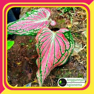 Bibit Keladi  Batik  Wayang Tanaman Hias Indoor Bunga  