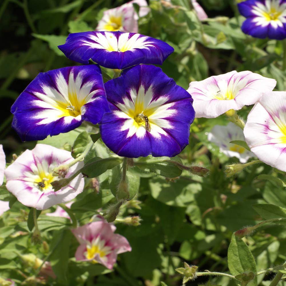 Benih Bibit Biji - Bunga Morning Glory Dwarf Ensign Mix Flower Seeds - IMPORT