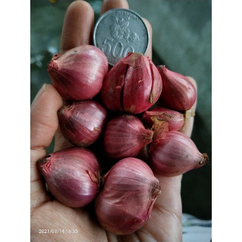 

Bawang merah Sehat,kering