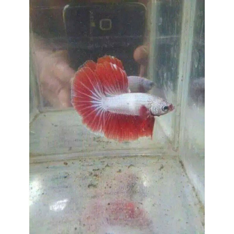 Ikan cupang hias jenis halfmoon SZ M