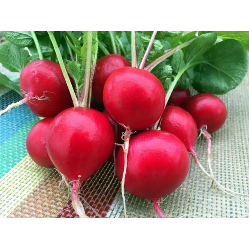 

Lobak Merah / Red Radish (500 gr)
