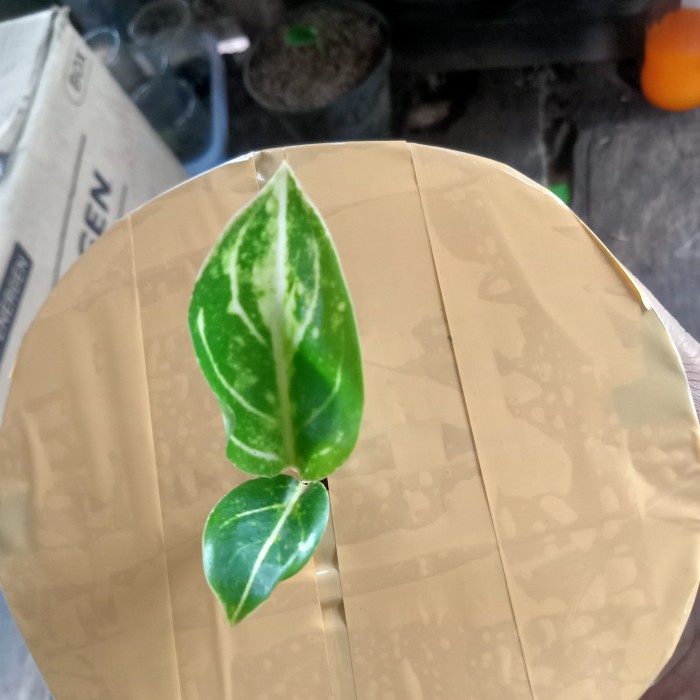 bibit aglonema legacy putih Aglonema_Store