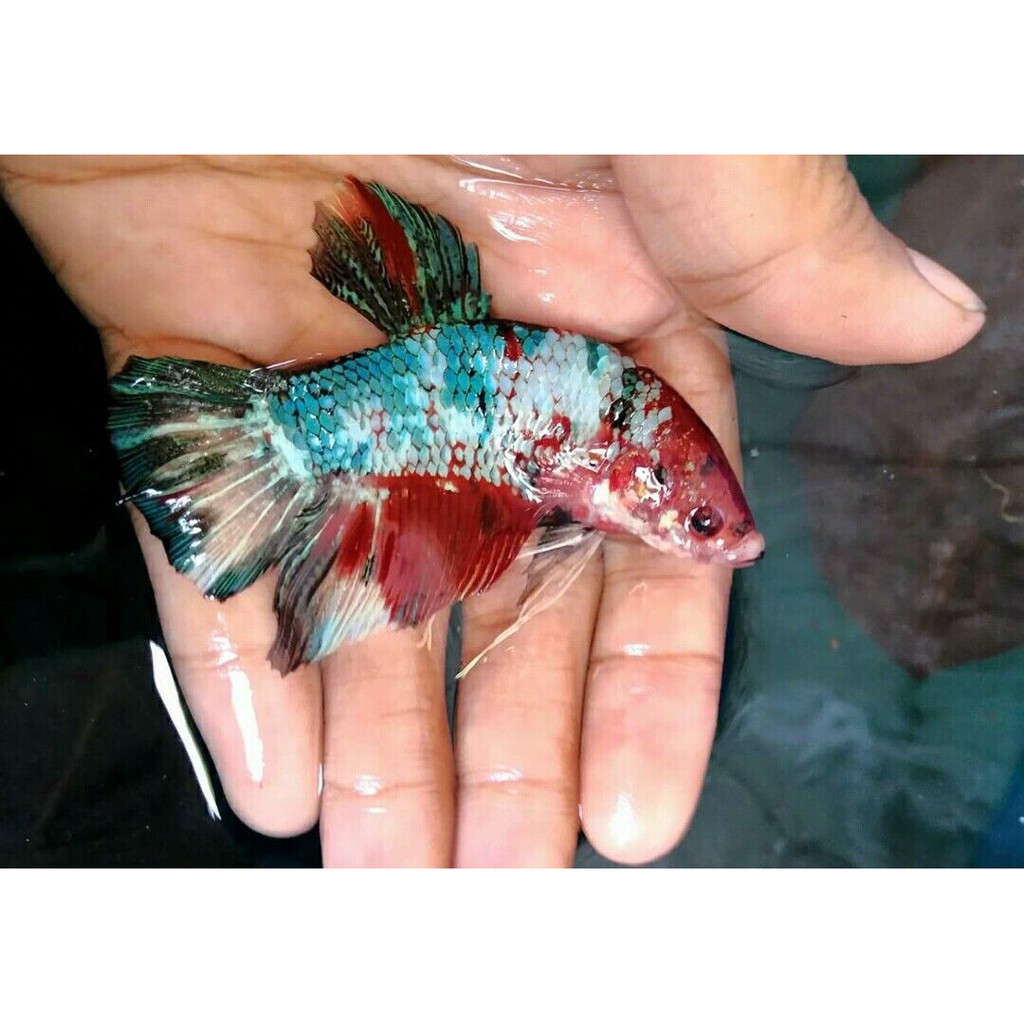 Ikan Cupang Giant Size BIG Indukan Top Grade Siap Breeding Warna Random