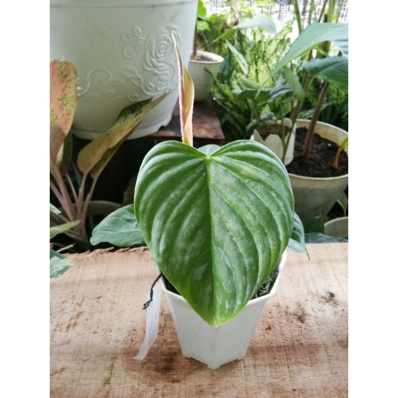 Philodendron Majestic