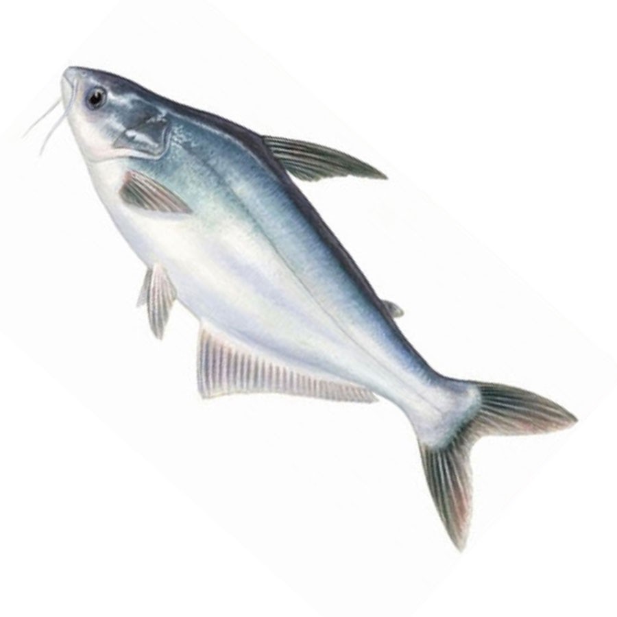 

Patin / 500gr