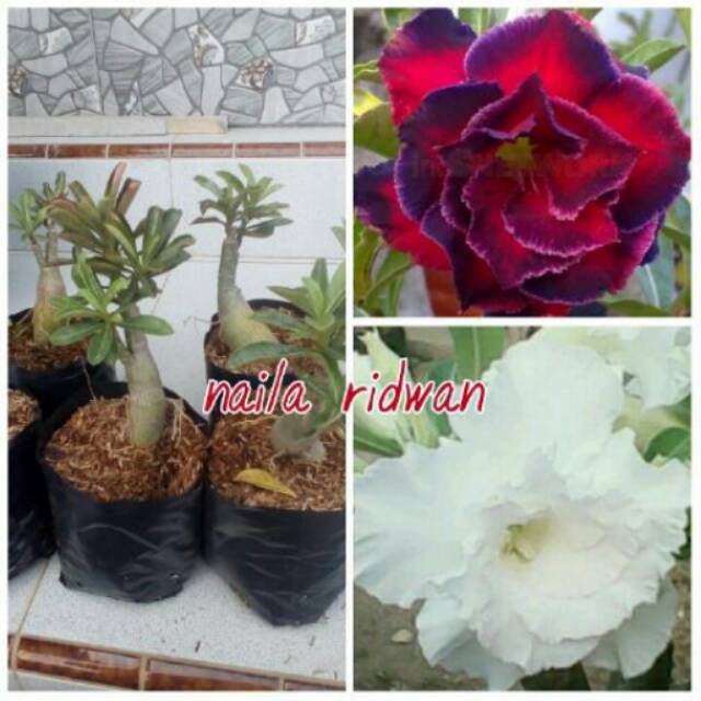 Bibit kamboja 2 warna merah putih