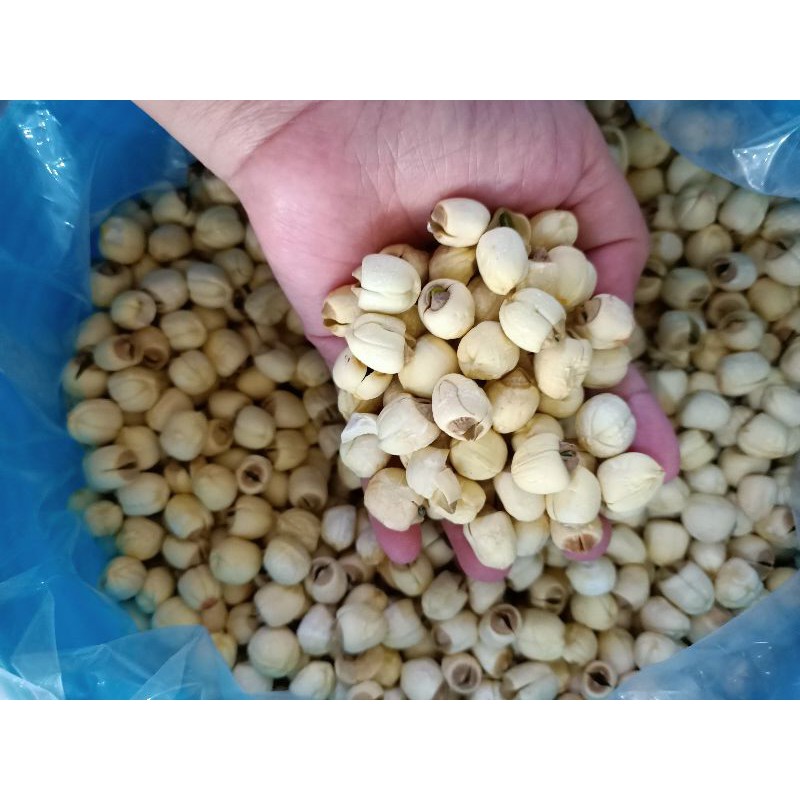 

300g-Lotus Seed-Biji Teratai-Lianzi-Lien Zi-Lienci-Lien Zi-Lien Ci-Muphi-Mophi-Mo Phi-Mu Phi