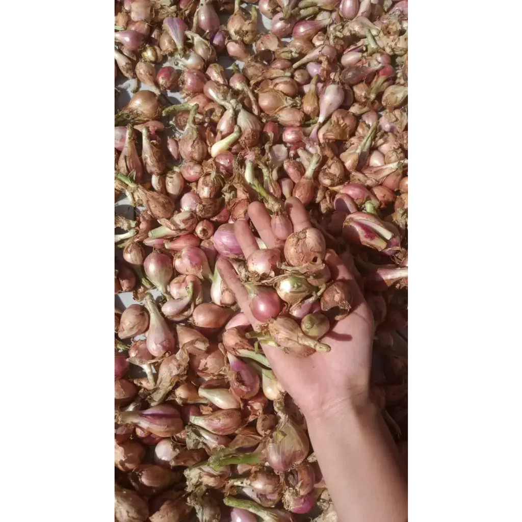 

Bawang Sumenep Mentah Super 1kg