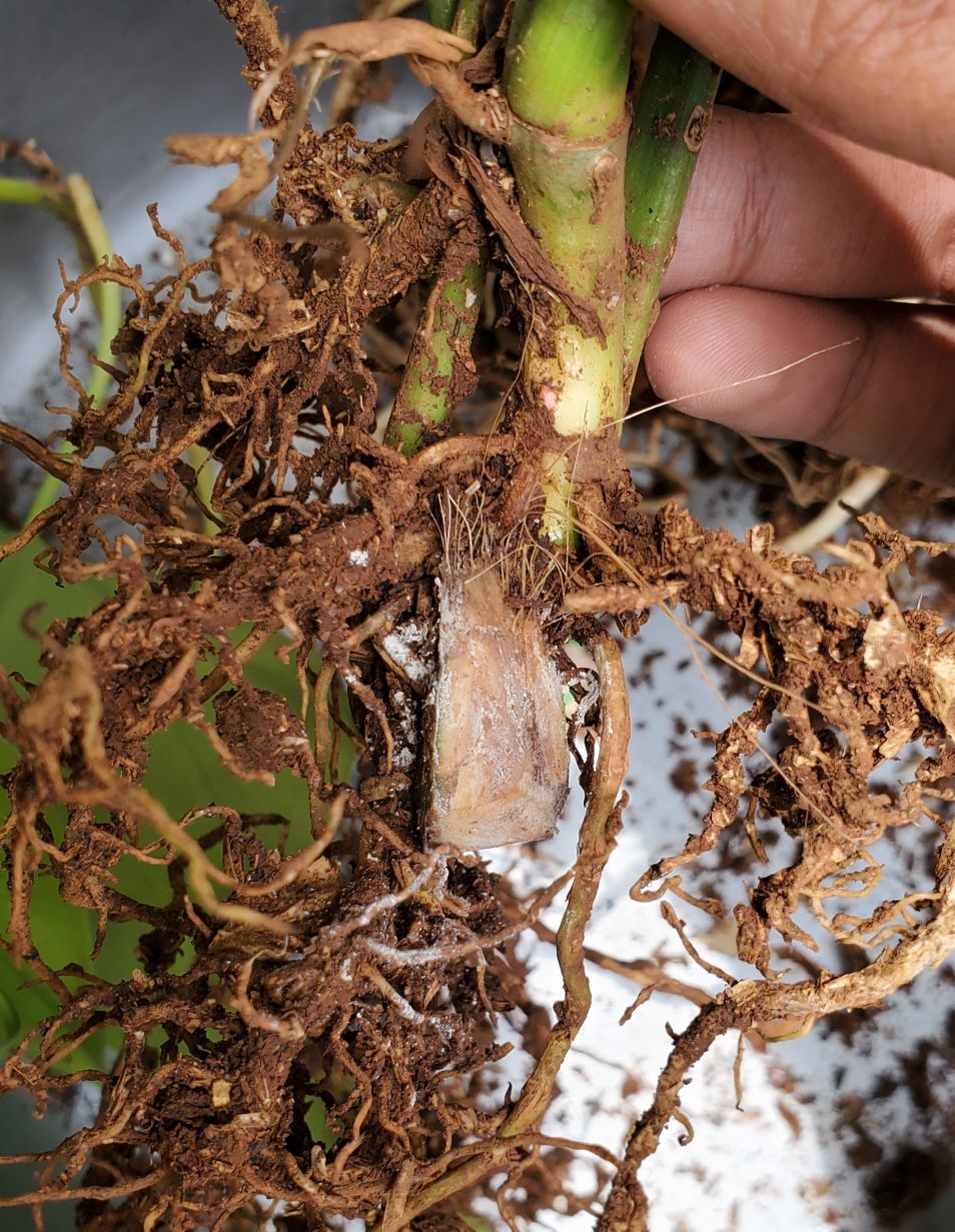 Tanaman Hias Philodendron Golden Dragon