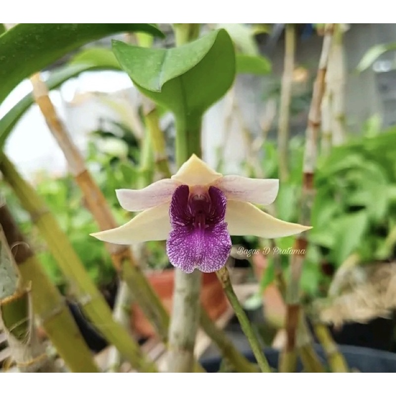 Macrophyllum x williamsianum