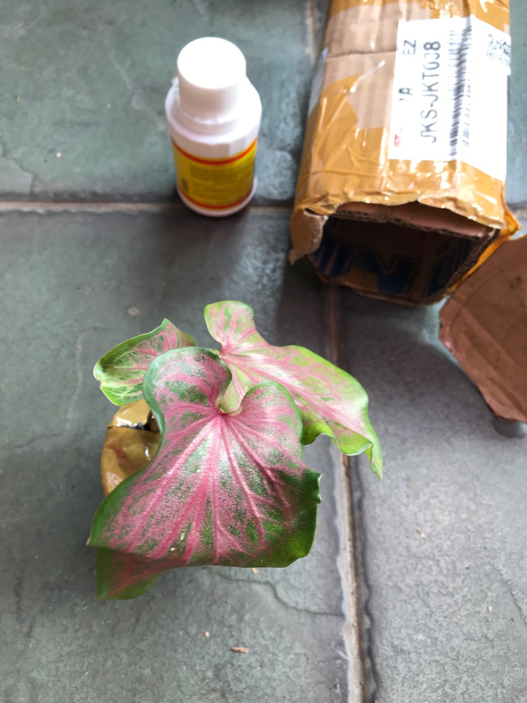 Caladium Whorton,bibit Caladium ,keladi Hias
