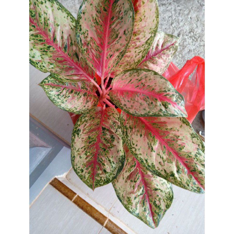 BUNGA AGLAONEMA SWEET DREAM || AGLONEMA SWEET DREAM || AGLO SWEET DREAM
