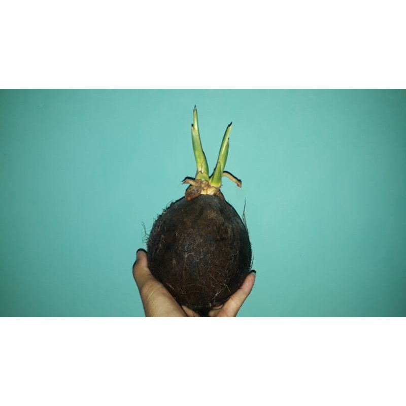 bonsai kelapa kembar 2