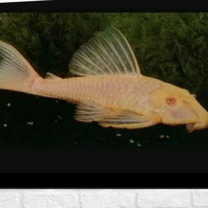 Promo sapu sapu albino hiasan aquarium aquascape ikan hias air tawar
