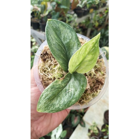 scindapsus treubii Moonlight galaxy varigata