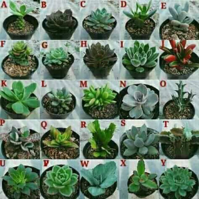 sekulen mini bebas pilih / tanaman hias sekulen / sekulen murah