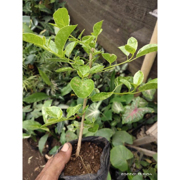 bahan bonsai sancang varigata