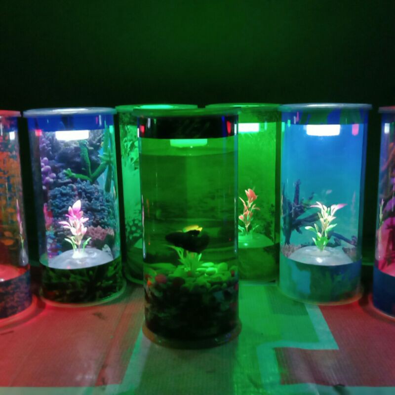  AQUARIUM  MINI TABUNG  IKAN CUPANG TERBARU MURAH HADIAH ANAK 