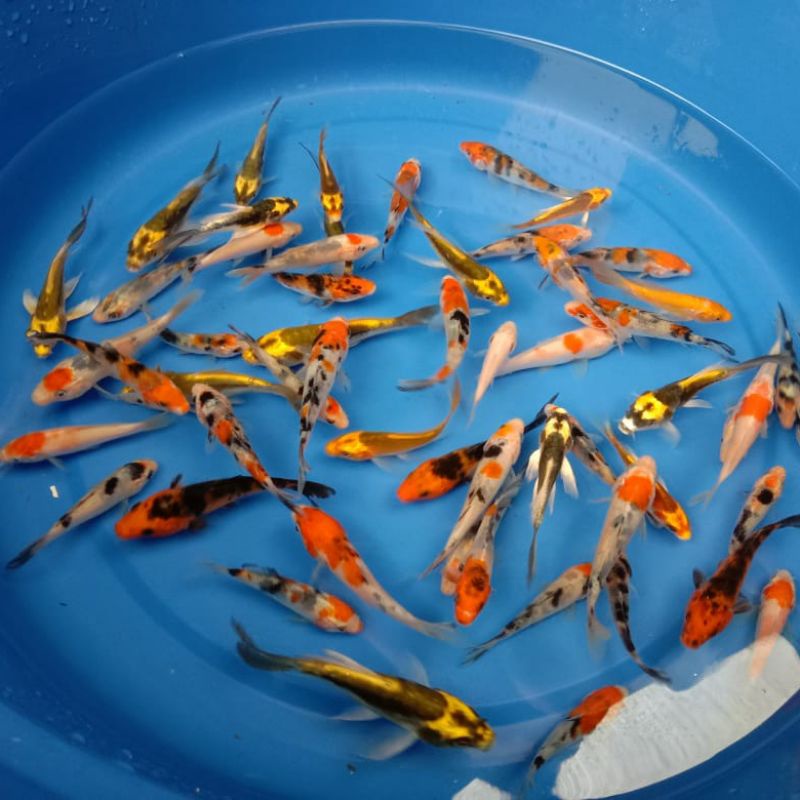 koi kumpay slayer metalik size 7-9cm