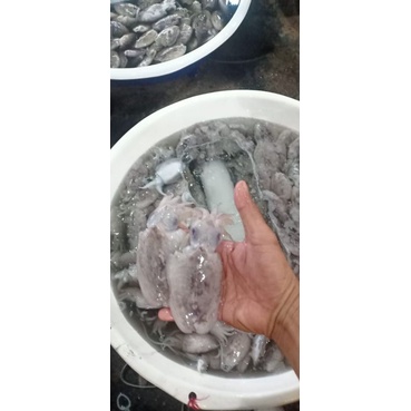 

Cumi Sotong 1 Kg Segar Fresh