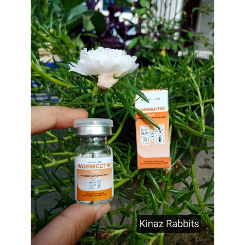 Wormectin obat kucing dan kelinci scabies