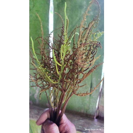 

[Fresh] JUAL BUNGA PAKIS BASAH 20 BATANG / BUNGA PAKIS SEGAR