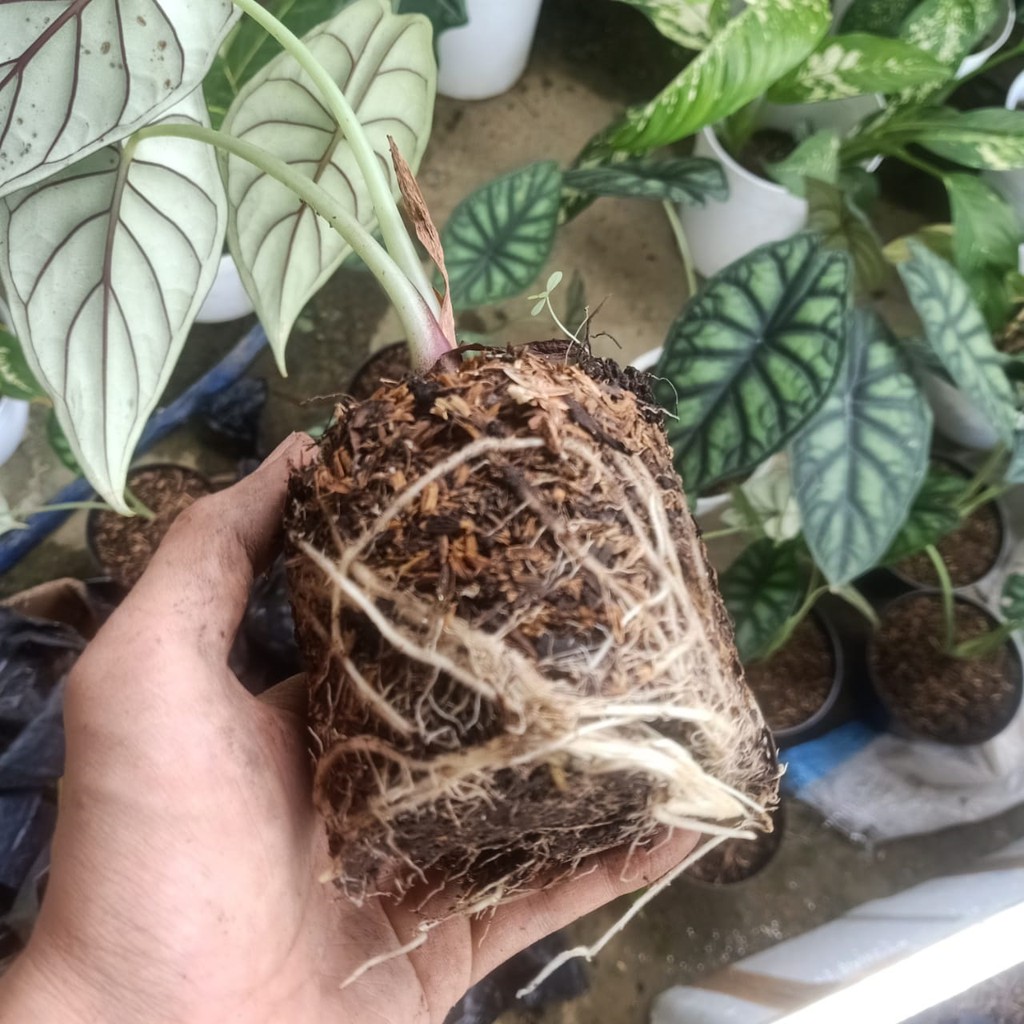 Rawatan Alocasia Dragon Scale [Daun 1-6] - Dragon Silver, Dragon Scale, Keladi Tengkorak, Tanaman Al