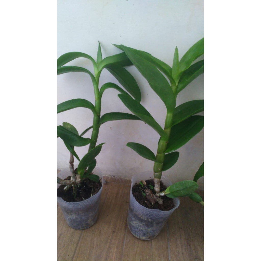 ANGGREK DENDROBIUM KRITING  MINI BLACK SPIDER THAILAND