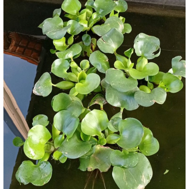 Enceng gondok mini/ hiasan aquarium/ tanaman air tawar