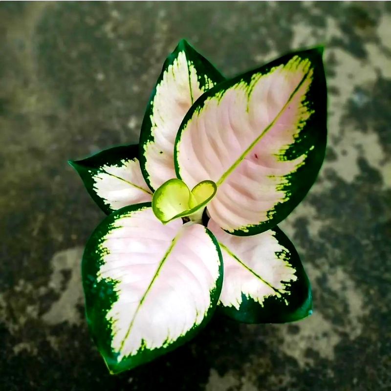 Aglonema Monalisa Rosert / Bunga Aglonema Monalisa Remaja / Tanaman Hias Hidup