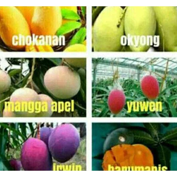 cl1r PROMO PAKET HEMAT 6 BIBIT MANGGA IMPORT c@ri