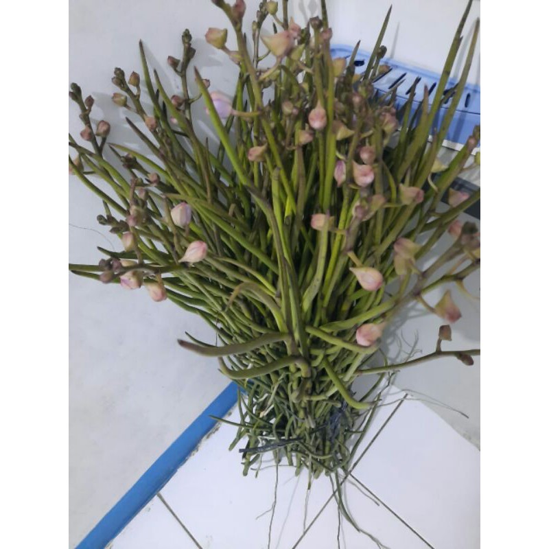 anggrek vanda douglas murah