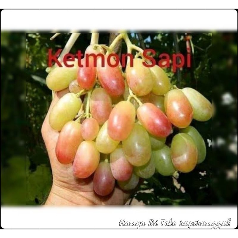 Bibit Anggur import Jenis ketmonsapi