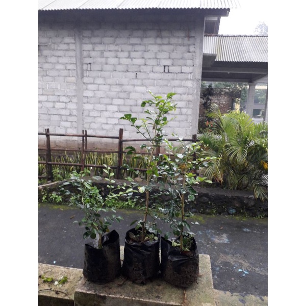 kemuning jepang/bibit bonsai