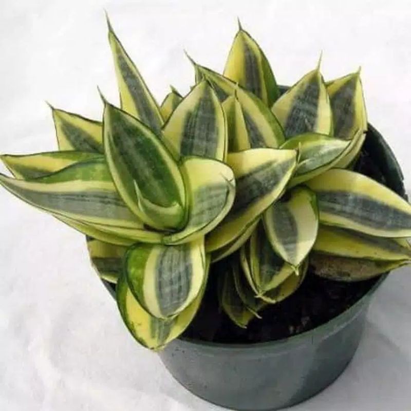 TANAMAN HIAS SENSIPERA GOLDENHANI