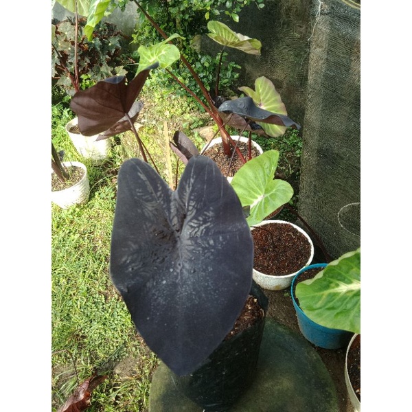 paket colocasia murah(black coral&white lava)