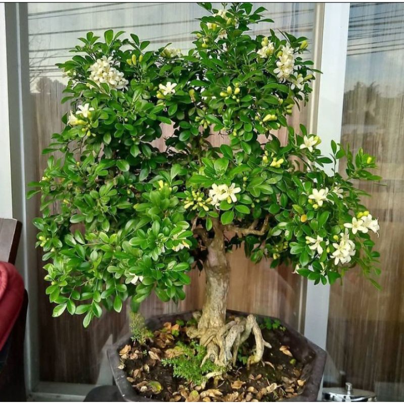 Tanaman hias kemuning mikro bahan bonsai