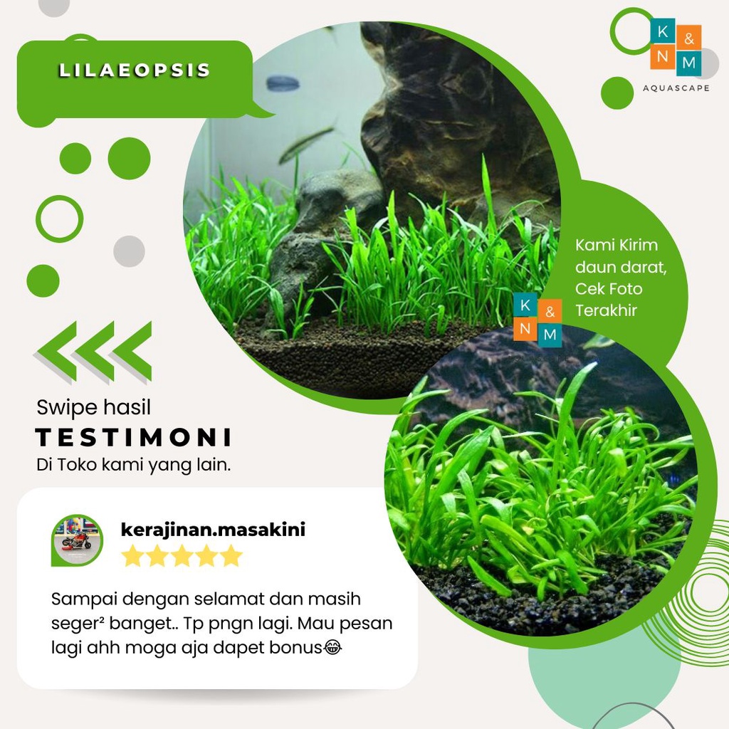 Tanaman Karpet carpet Lilaeopsis Liliopsis Lila Cup Aquascape Aquarium Tanpa Low Co2 Aquarium Akuari