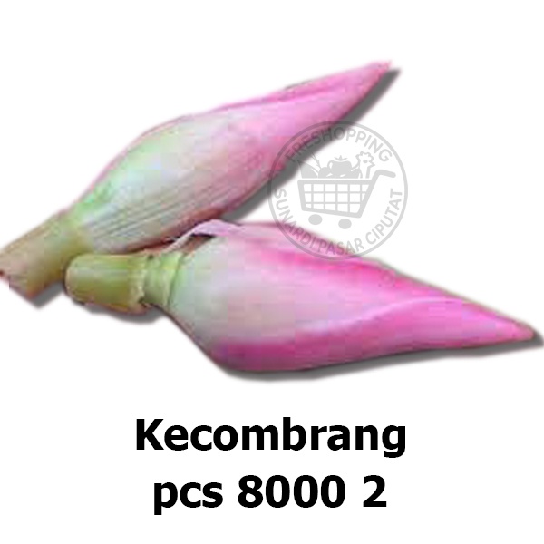 Kecombrang / Honje / sambuang / kincung  2 pcs