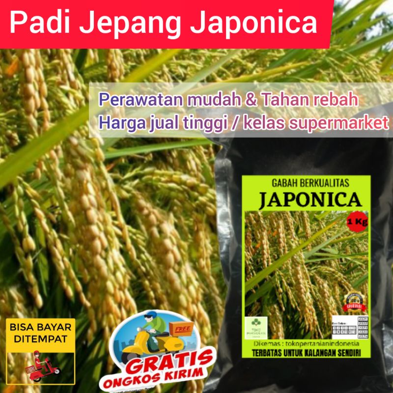 Benih Padi Jepang Japonica 1kg tahan roboh kualitas mantap