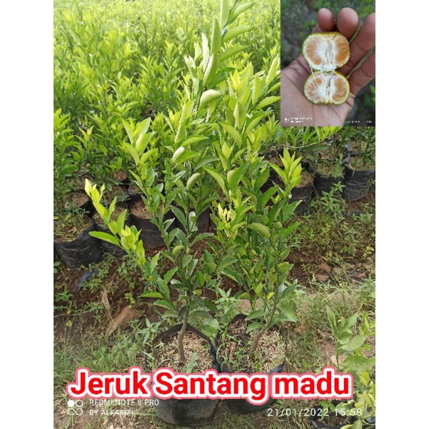 bibit jeruk Santang madu rimbun (VALID)
