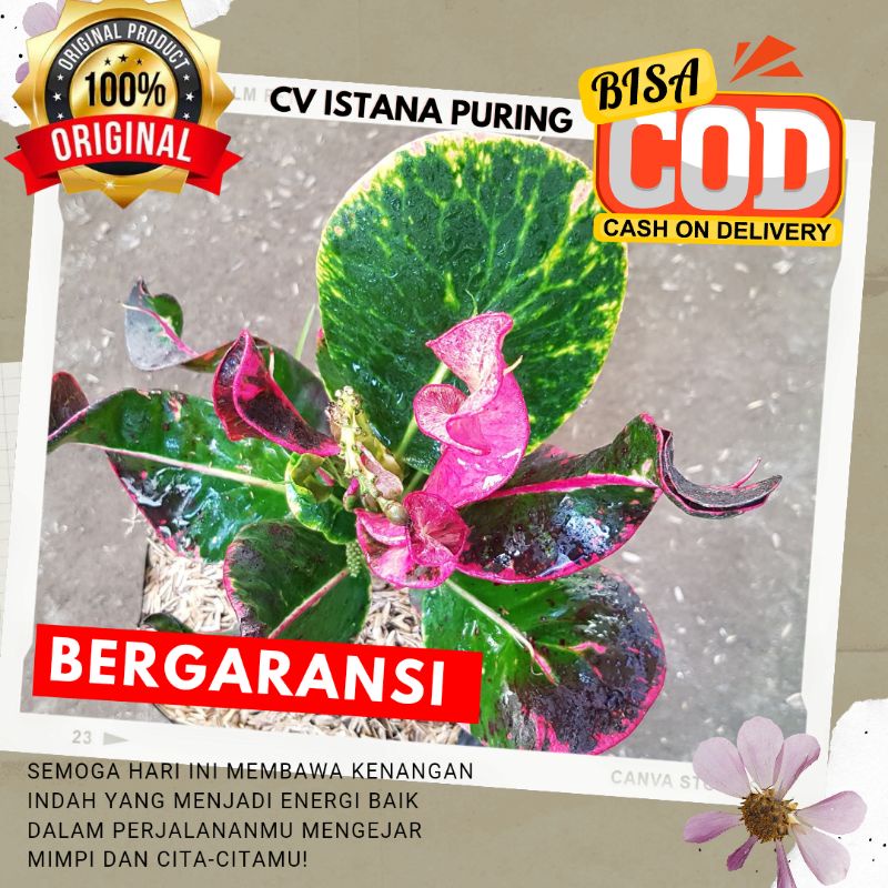 Puring Import APEL MERAH Washington "MINI" ORIGINAL bukan hasil okulasi