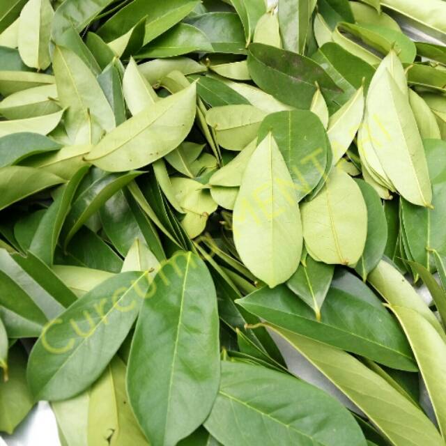 

Daun Sirsak Segar 50 lembar
